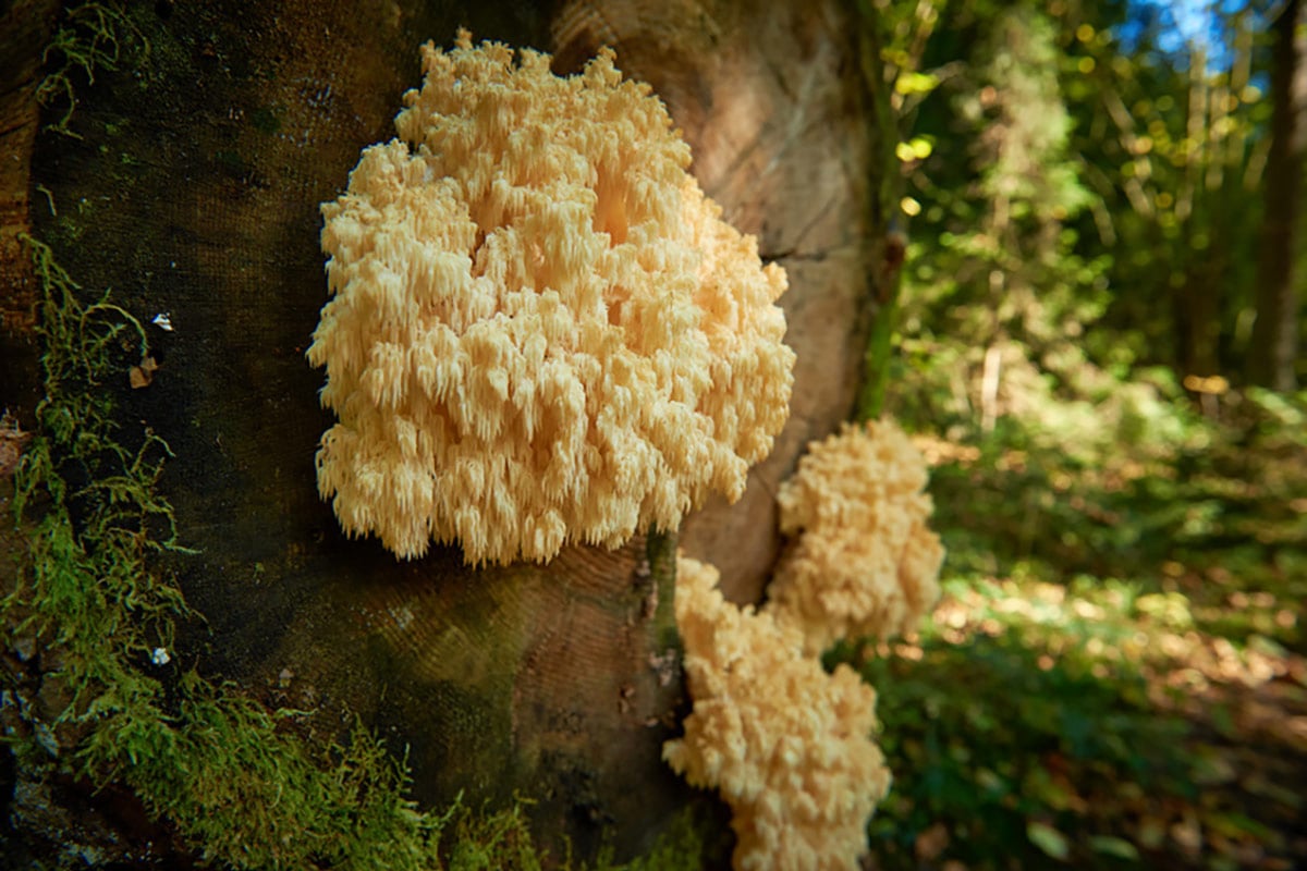 Heilpilz - Hericium Extrakt