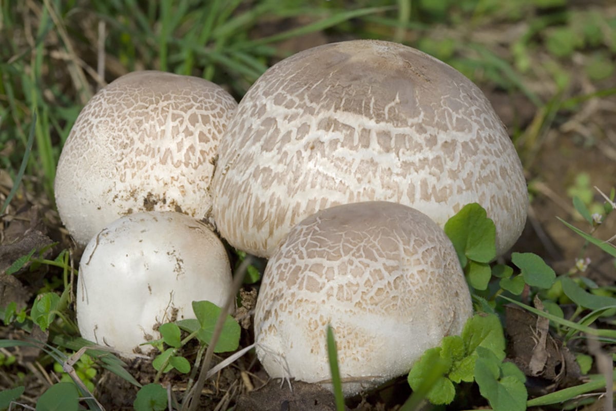 Heilpilz - Agaricus Extrakt