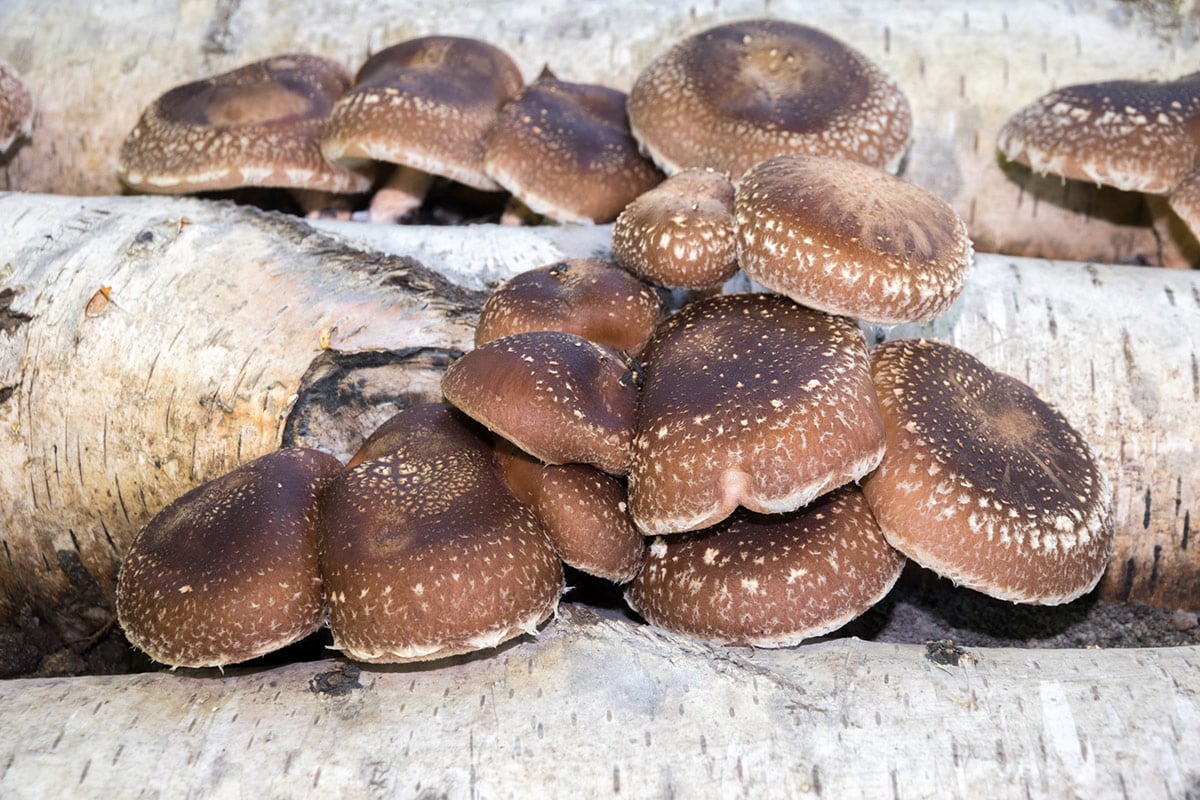 Heilpilz - Shiitake Extrakt