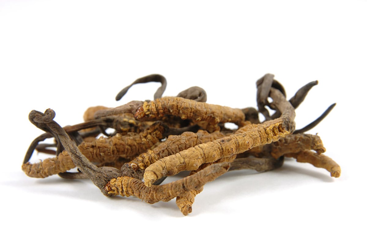 Heilpilz - Cordyceps Extrakt