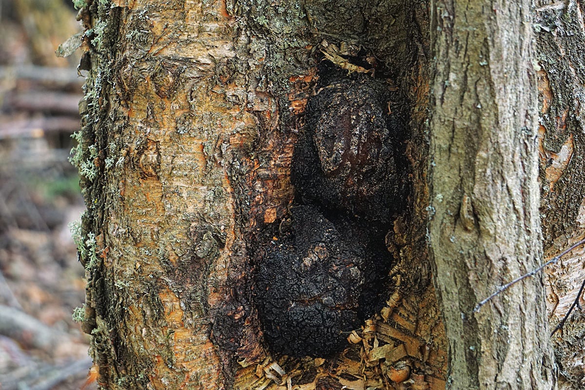 Heilpilz - Chaga